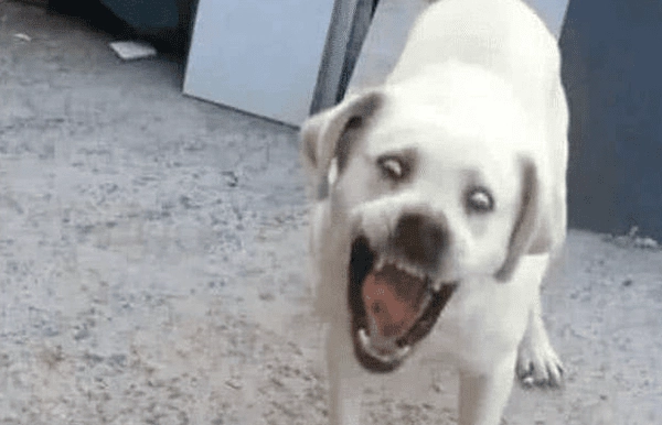Ảnh meme chó gào thét nhìn vừa hài vừa bựa
