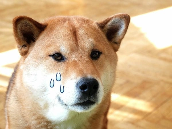 Meme chó khóc bựa pha chút tấu hài bất ngờ