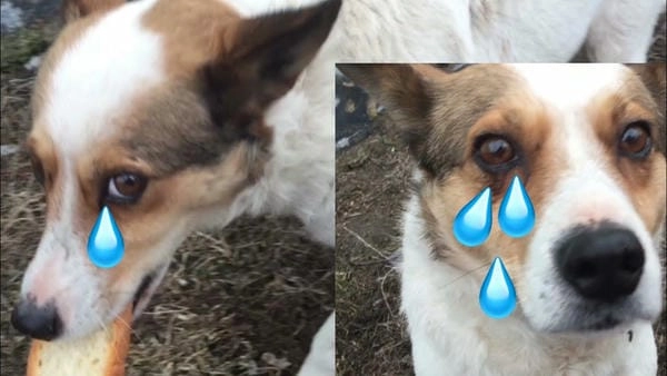 Meme chó khóc với biểu cảm làm người xem bật cười