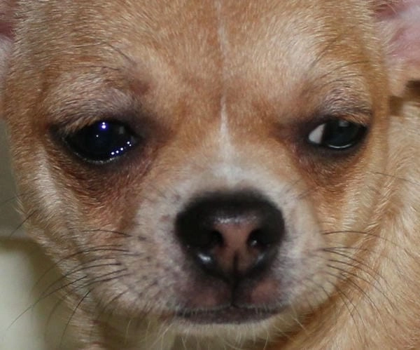 Meme chó khóc chế tạo điểm nhấn hài đỉnh cao