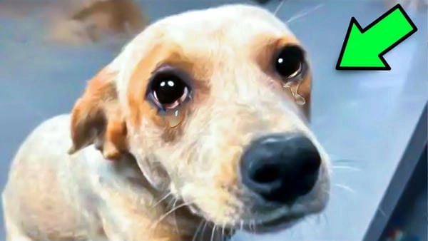 Meme chó khóc troll mang năng lượng cà khịa nhẹ