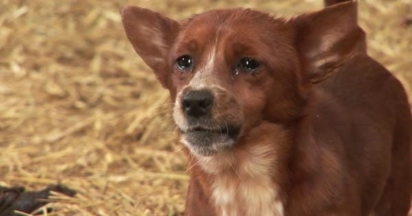 Meme chó khóc lầy với biểu cảm khó nhịn cười