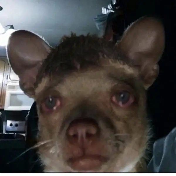 Meme chó khóc độc lạ mang phong cách riêng biệt