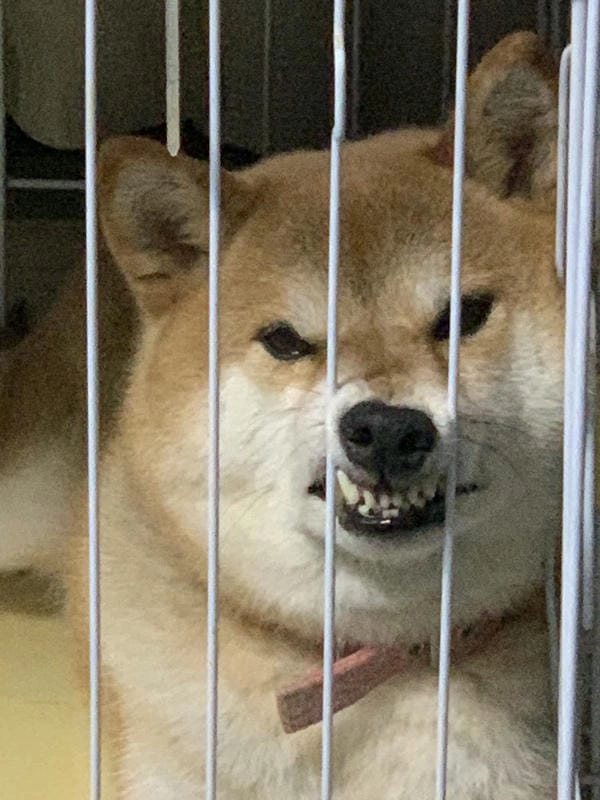 Meme chó lườm với ánh nhìn gây cười khó tả