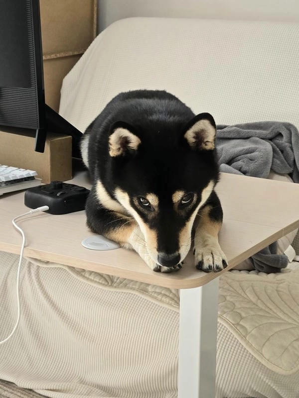 Meme chó lườm hài hước với cái nhìn khó đỡ