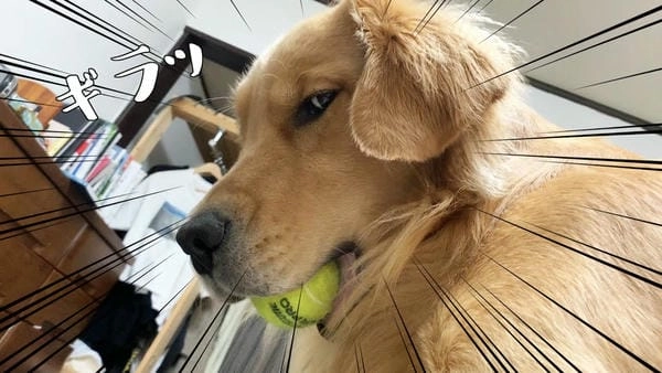 Hình meme chó lườm mang vibes lườm nhẹ mà thấm