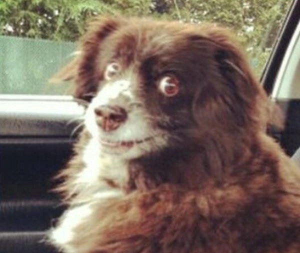 Ảnh meme chó lườm ghi lại biểu cảm cực gắt