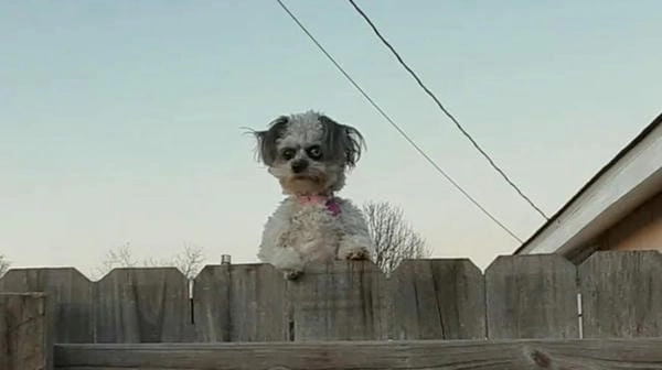 Meme chó lườm vui nhộn tạo điểm nhấn độc đáo