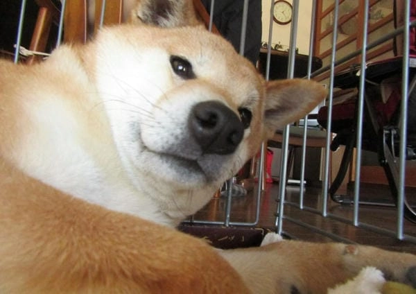 Meme chó lườm bựa với nét mặt lườm bá đạo