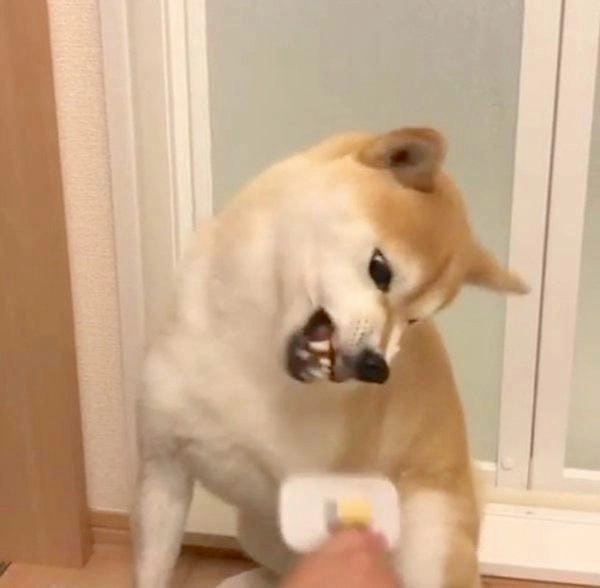 Meme chó lườm chế khiến ai xem cũng bật cười