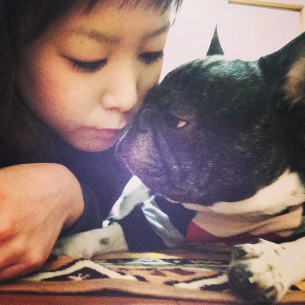 Meme chó lườm anime mang phong cách dễ thương