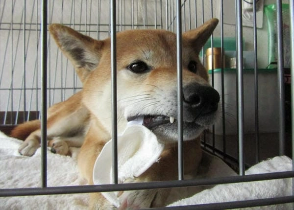 Meme chó lườm poster tạo điểm nhấn hài gắt