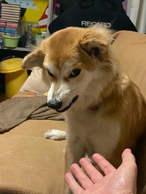 Meme chó lườm bá đạo với cú lườm chất chơi