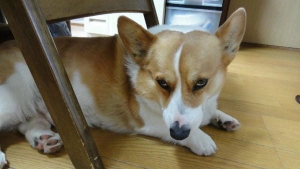 Meme chó lườm độc lạ mang biểu cảm riêng biệt