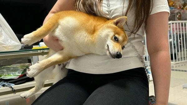 Meme chó lườm giải trí giúp xả stress cực mạnh