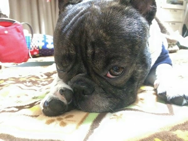 Meme chó lườm gốc giữ trọn nét thái độ gắt