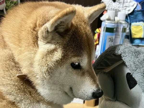 Meme chó lườm hài với biểu cảm không thể nghiêm