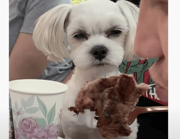 Meme chó lườm đểu mang vibe mỉa mai khó chịu