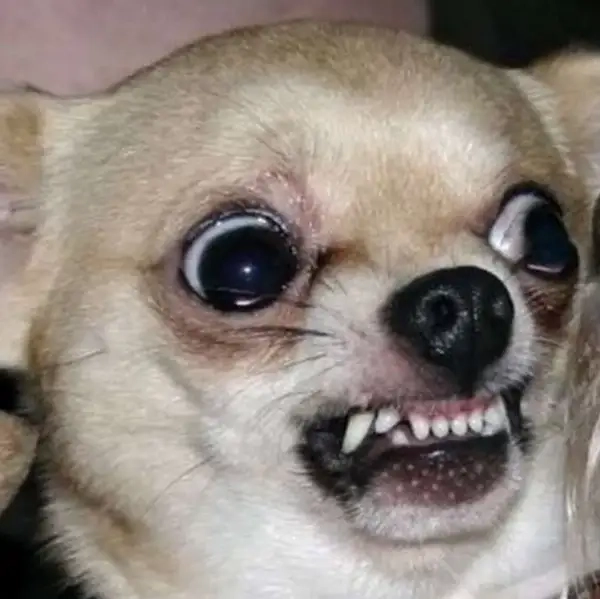 Meme chó lườm lầy mang kiểu biểu cảm khó nhịn
