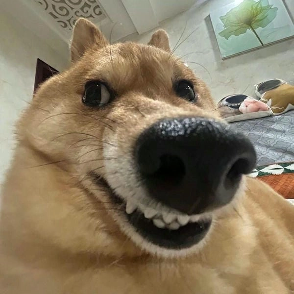 Hình ảnh meme chó lườm đầy thái độ hài hước