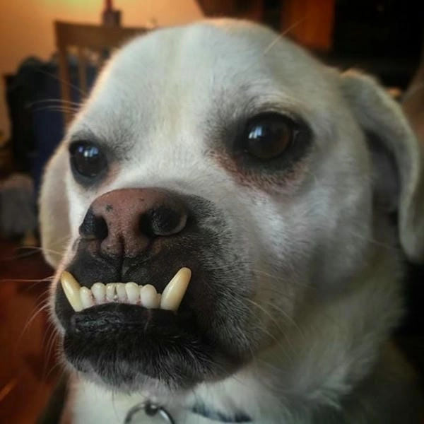 Meme chó nhe răng với biểu cảm tinh nghịch cuốn hút