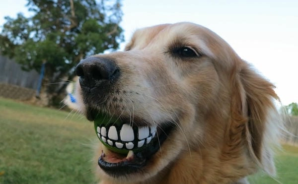 Ảnh meme chó nhe răng ghi lại khoảnh khắc độc đáo