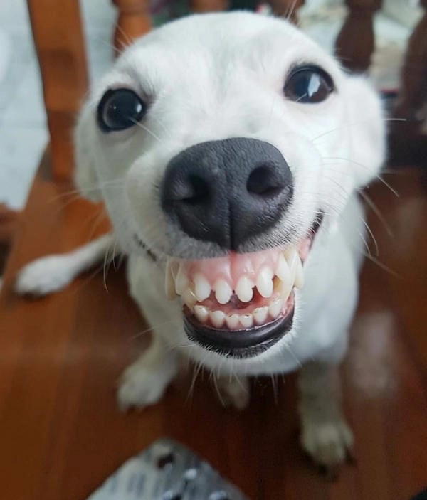 Meme chó nhe răng hài hước tạo tiếng cười sảng khoái