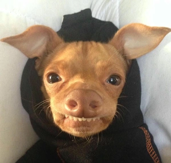 Meme chó nhe răng bựa với biểu cảm cực táo bạo