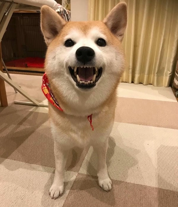 Meme chó nhe răng troll mang nét hài dí dỏm