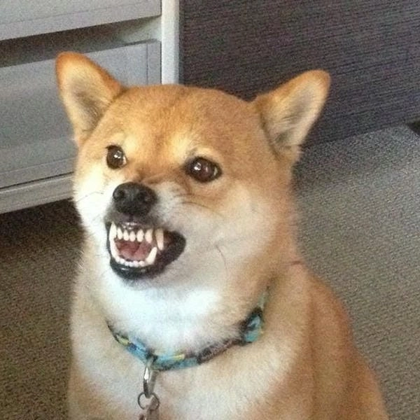 Meme chó nhe răng bá đạo khiến ai nhìn cũng bật cười