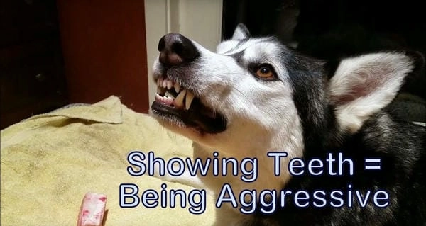 Meme chó nhe răng độc lạ tạo ấn tượng khó phai