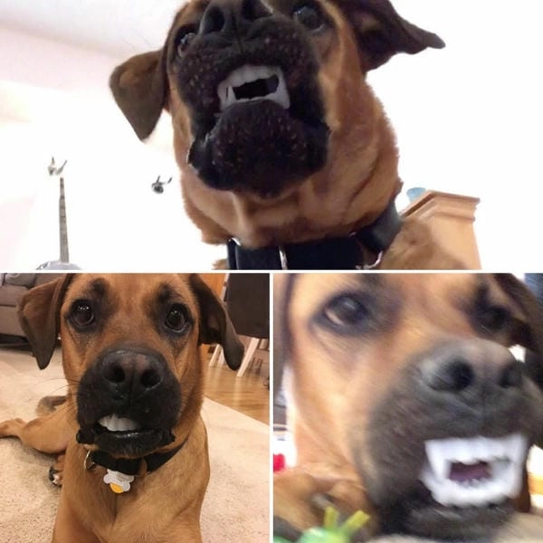 Meme chó nhe răng mới nhất đang được lan truyền