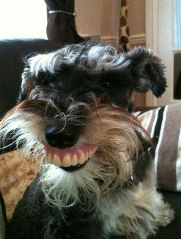 Meme chó nhe răng gốc giữ trọn nét biểu cảm