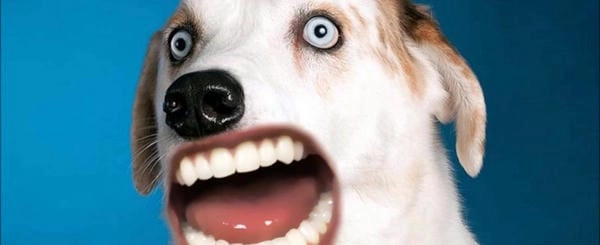 Meme chó nhe răng hài mang tinh thần vui vẻ