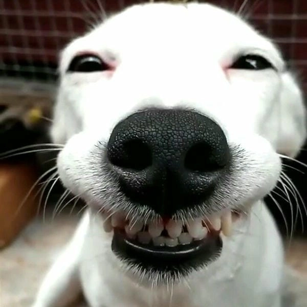 Meme chó nhe răng chế tạo thêm tình huống thú vị
