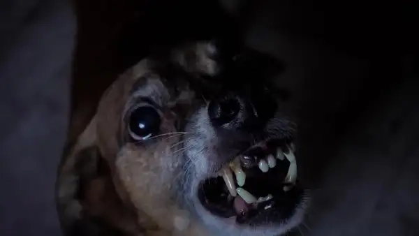 Meme chó nhe răng avatar dùng cho mọi biểu cảm vui