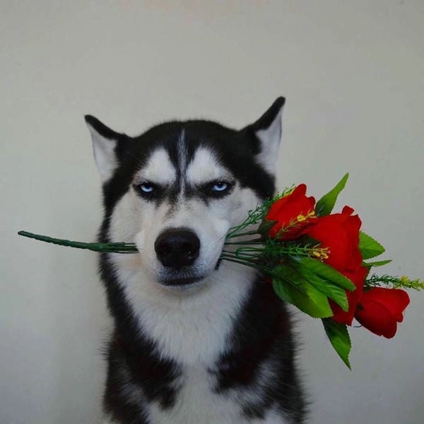 Ảnh meme chó tặng hoa mang vibe lầy lội