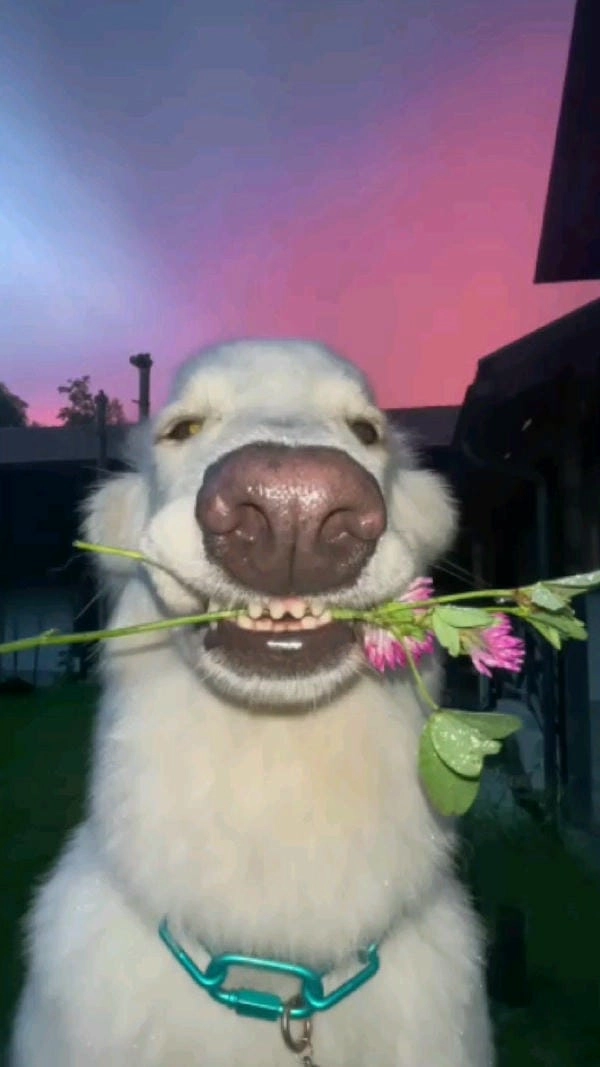 Hình ảnh meme chó tặng hoa nhìn cực dễ thương