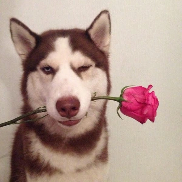 Hình meme chó tặng hoa phong cách bá đạo