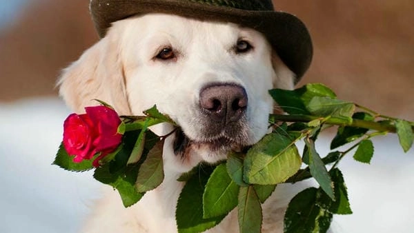 Meme chó tặng hoa vui nhộn đầy tinh nghịch