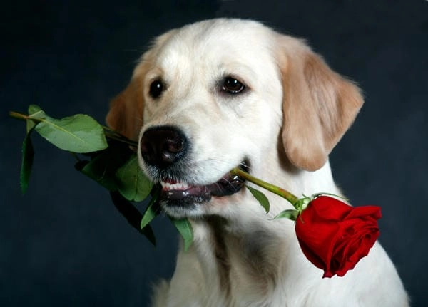 Meme chó tặng hoa anime với nét mềm mại