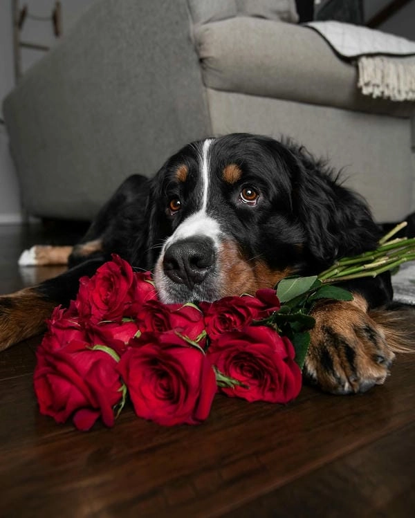 Meme chó tặng hoa avatar hợp nhiều biểu cảm