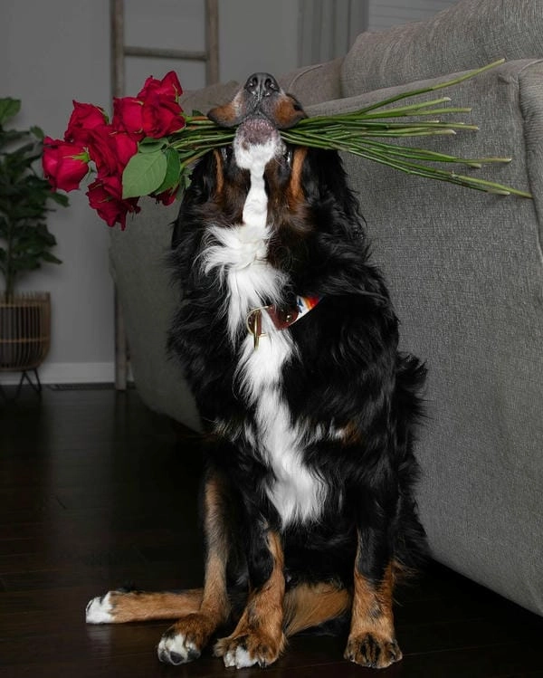 Meme chó tặng hoa poster nổi bật phong cách