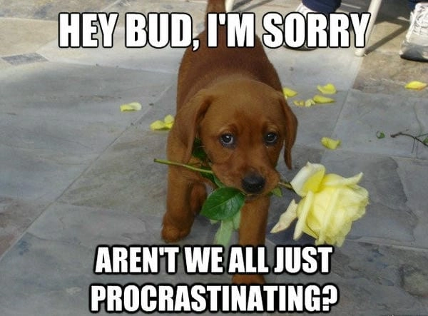 Hình ảnh meme chó xin lỗi thể hiện nét chân thật