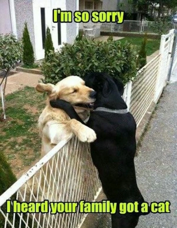 Hình meme chó xin lỗi tạo cảm giác nhẹ nhàng