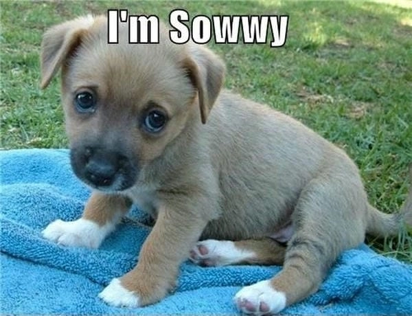 Ảnh meme chó xin lỗi mang lại cảm giác mềm mại