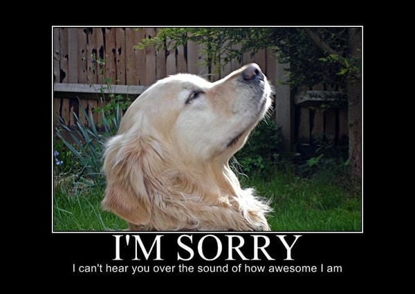 Meme chó xin lỗi hài hước giúp giảm bớt căng thẳng