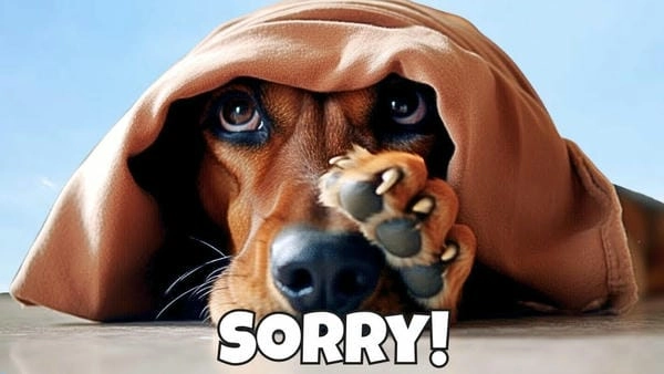 Meme chó xin lỗi bựa với biểu cảm độc đáo