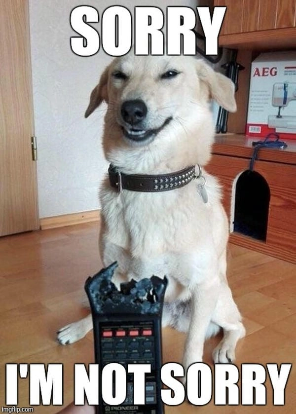Meme chó xin lỗi lầy mang nét tinh nghịch dí dỏm