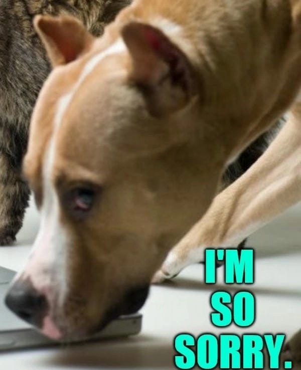 Meme chó xin lỗi chế thêm nội dung hài hấp dẫn